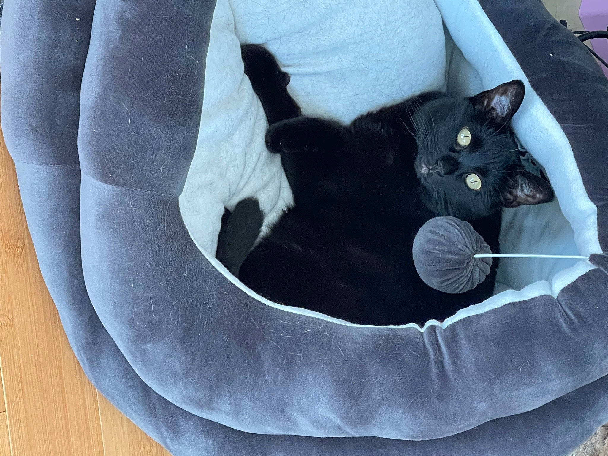 Freesia joined the competition — help win amazing prizes! bag, ball, black_cat, carnivore, cat, cat_bed, cat_supply, comfort, fashion_accessory, felidae, fur, grey, handbag, linens, luggage_and_bags, pattern, pet_supply, small_to_medium_sized_cats, tail, whiskers