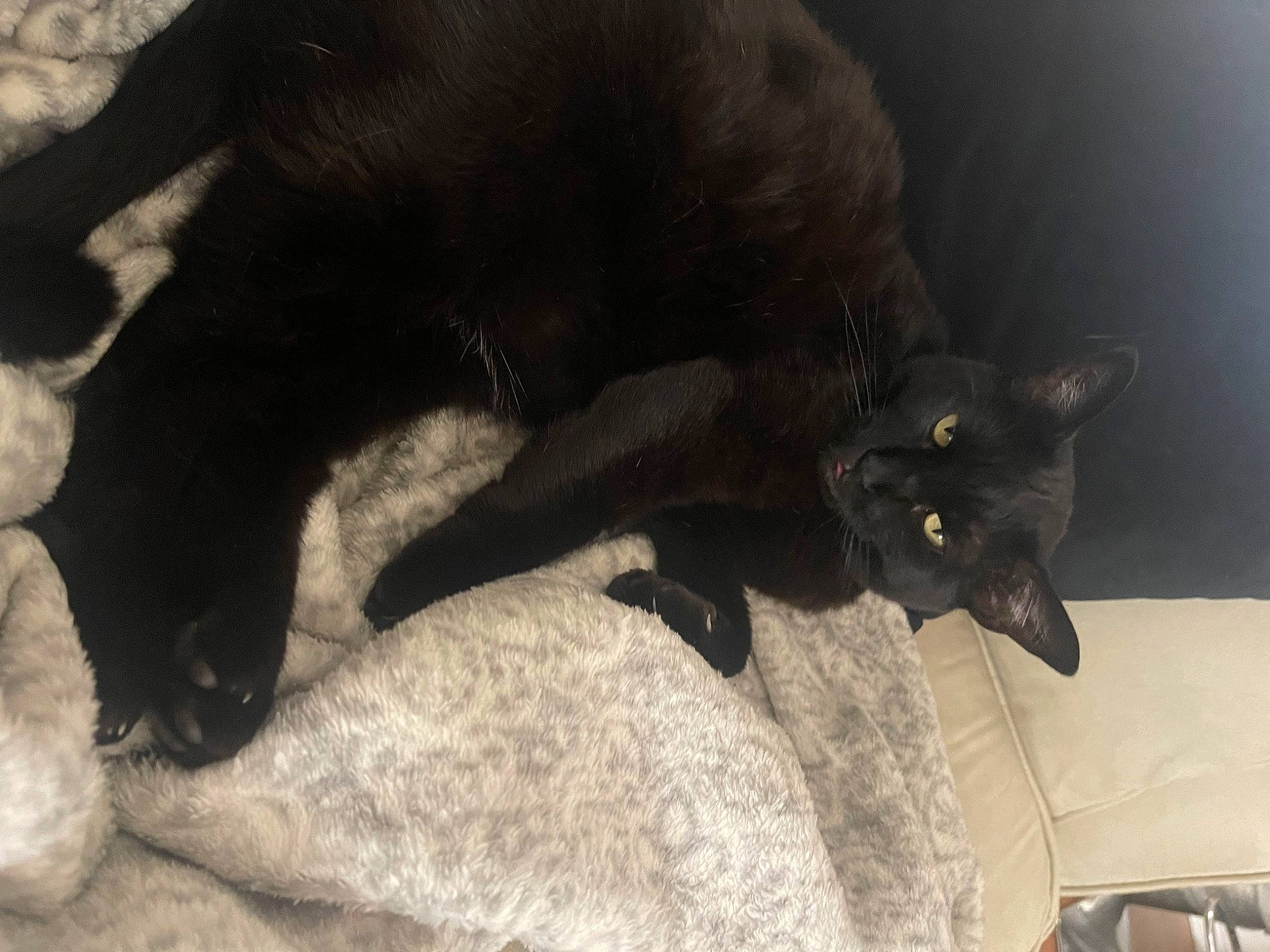 Freesia joined the competition — help win amazing prizes! black_cat, bombay, carnivore, cat, claw, comfort, dog_breed, domestic_short_haired_cat, felidae, fur, grey, mammal, paw, small_to_medium_sized_cats, tail, terrestrial_animal, whiskers