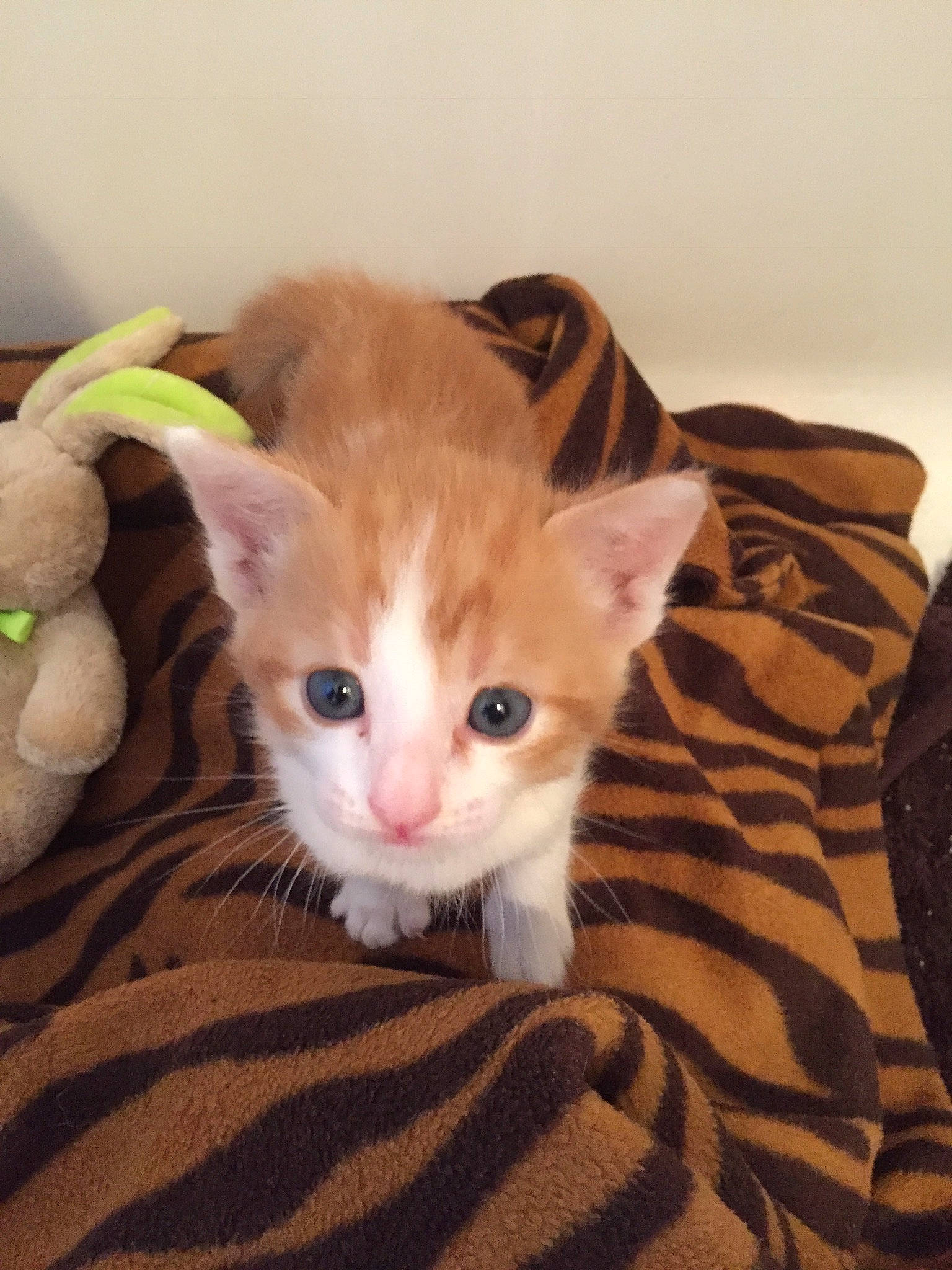 Pumpkin joined the competition — help win amazing prizes! carnivore, cat, claw, comfort, domestic_short_haired_cat, eye, fawn, felidae, flooring, fur, hardwood, musical_instrument, paw, small_to_medium_sized_cats, snout, tail, toy, whiskers, wood