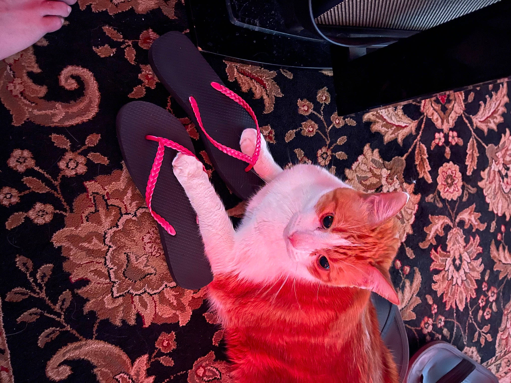 Pumpkin joined the competition — help win amazing prizes! canidae, carmine, entertainment, event, fashion_accessory, fawn, felidae, fur, magenta, pattern, peach, pink, sleeve, small_to_medium_sized_cats, stuffed_toy, tail, textile, toy, visual_arts, whiskers