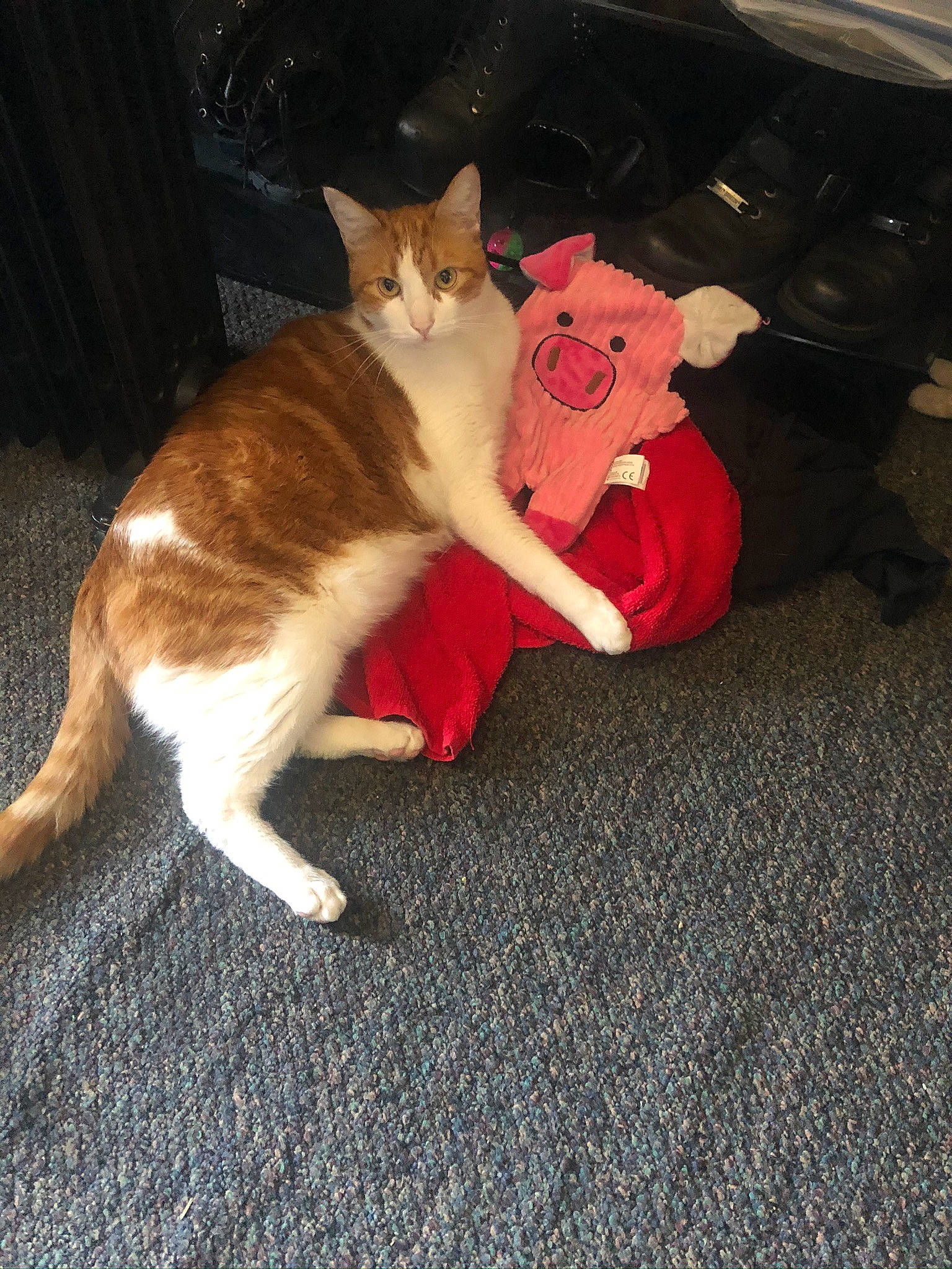 Pumpkin joined the competition — help win amazing prizes! canidae, carmine, carnivore, cat, claw, comfort, companion_dog, dog_breed, domestic_short_haired_cat, fawn, felidae, flooring, fur, human_leg, lap, paw, small_to_medium_sized_cats, snout, tail, whiskers