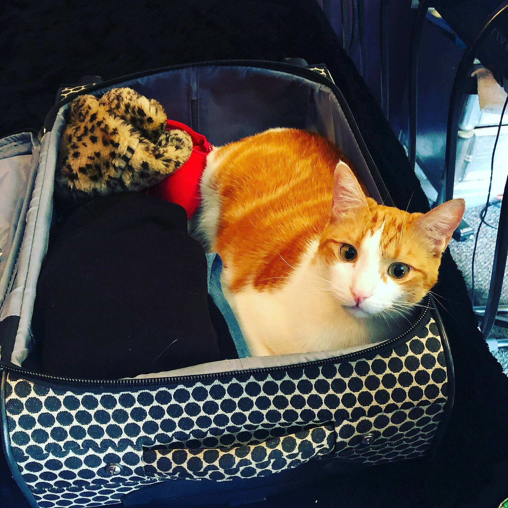 Pumpkin joined the competition — help win amazing prizes! bag, basket, carnivore, cat, cat_supply, collar, comfort, domestic_short_haired_cat, fashion_accessory, fawn, felidae, fur, luggage_and_bags, pattern, pet_supply, sitting, small_to_medium_sized_cats, tail, whiskers, wicker