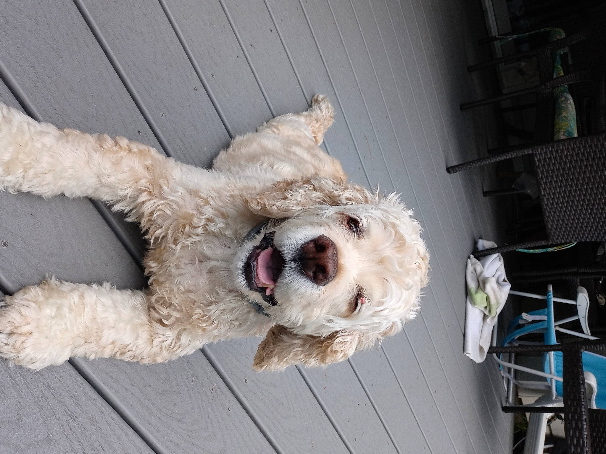 Byke joined the competition — help win amazing prizes! canidae, carnivore, chair, collar, companion_dog, dog, dog_breed, dog_collar, dog_supply, fawn, fur, labradoodle, pet_supply, poodle, snout, sporting_group, tail, terrier, toy_dog, working_animal