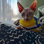 Casper joined the competition — help win amazing prizes! sphynx_cat, cat, hairless_cat, pet, indoor, sweater, yellow, blue, white, cushion, patterned, closeup, portrait, cozy, window, curtains, natural_light, relaxed, feline, animal