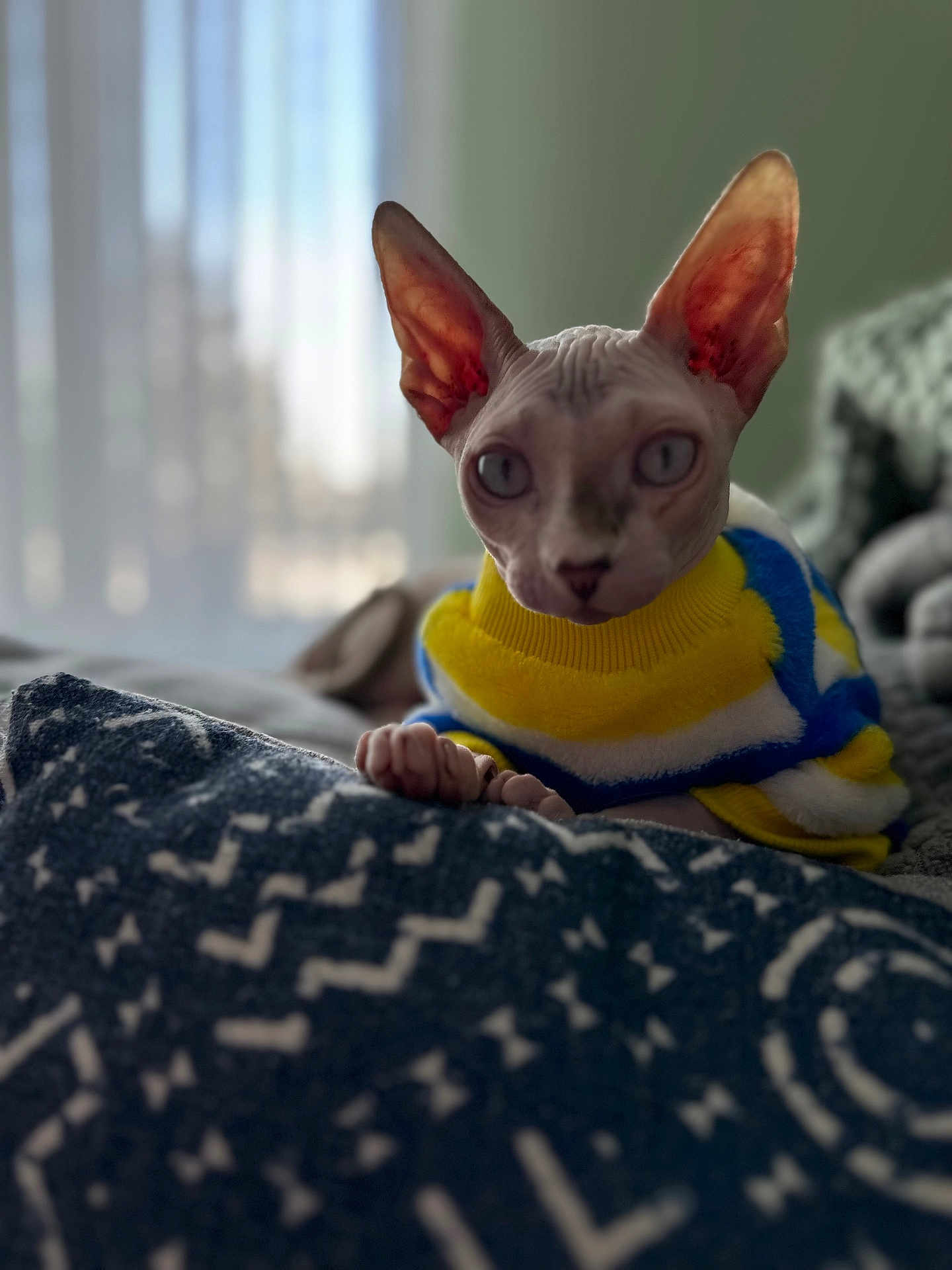 Casper joined the competition — help win amazing prizes! sphynx_cat, cat, hairless_cat, pet, indoor, sweater, yellow, blue, white, cushion, patterned, closeup, portrait, cozy, window, curtains, natural_light, relaxed, feline, animal