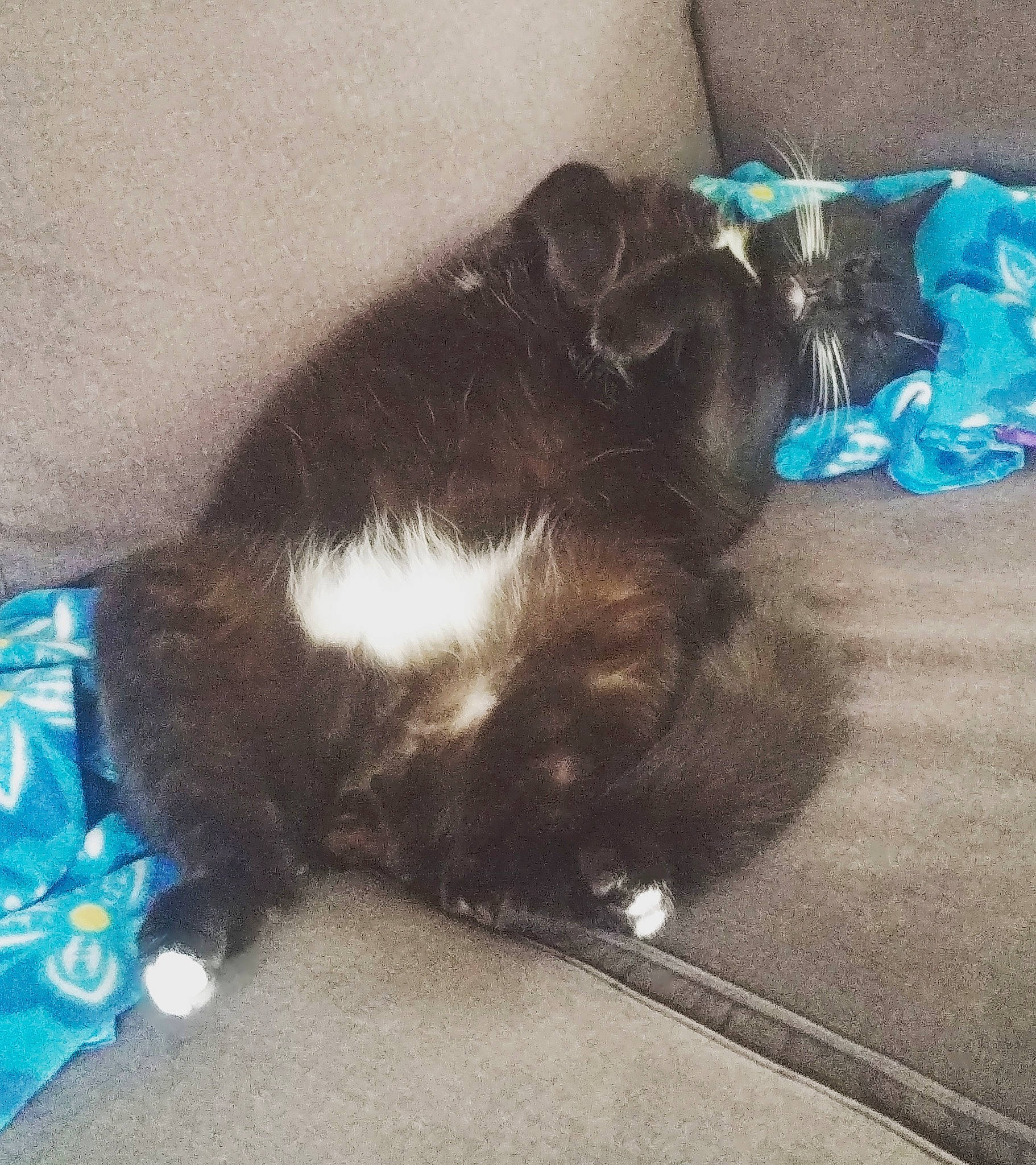 Sox joined the competition — help win amazing prizes! black_hair, canidae, carnivore, cat, dog, dog_breed, ear, felidae, hair, lhasa_apso, liver, long_hair, puppy, shih_tzu, sporting_group, tail