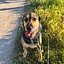 animal, canine, daytime, dog, ears, eyes, fur, grass, greenery, happy, leash, nature, outdoor, path, pet, shadow, summer, sunlight, tongue_out, walking