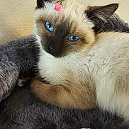 Onya is registered to the contest to win money with this photo: animal, blanket, blue_eyes, close_up, cozy, cute, domestic_cat, feline, flower, fur, indoor, kitten, paw, pet, portrait, relaxed, resting, siamese_cat, soft_texture, whiskers