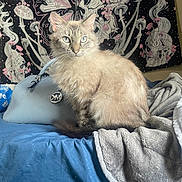 Lilly joined the competition — help win amazing prizes! animal, bed, blanket, blue_eyes, butterfly, cat, cozy, decor, flowers, fluffy_fur, furniture, handbag, indoor, mushrooms, portrait, relaxed, sitting, skull, soft_texture, tapestry