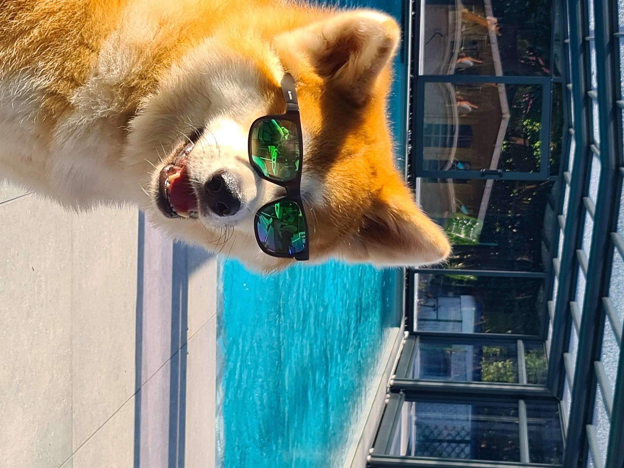 Sirius a rejoint le concours — aidez-le/la à gagner de superbes lots ! canidae, carnivore, collar, companion_dog, dog, dog_breed, fawn, fur, non_sporting_group, pet_supply, snout, spitz, sporting_group, water, wildlife, wood, working_animal