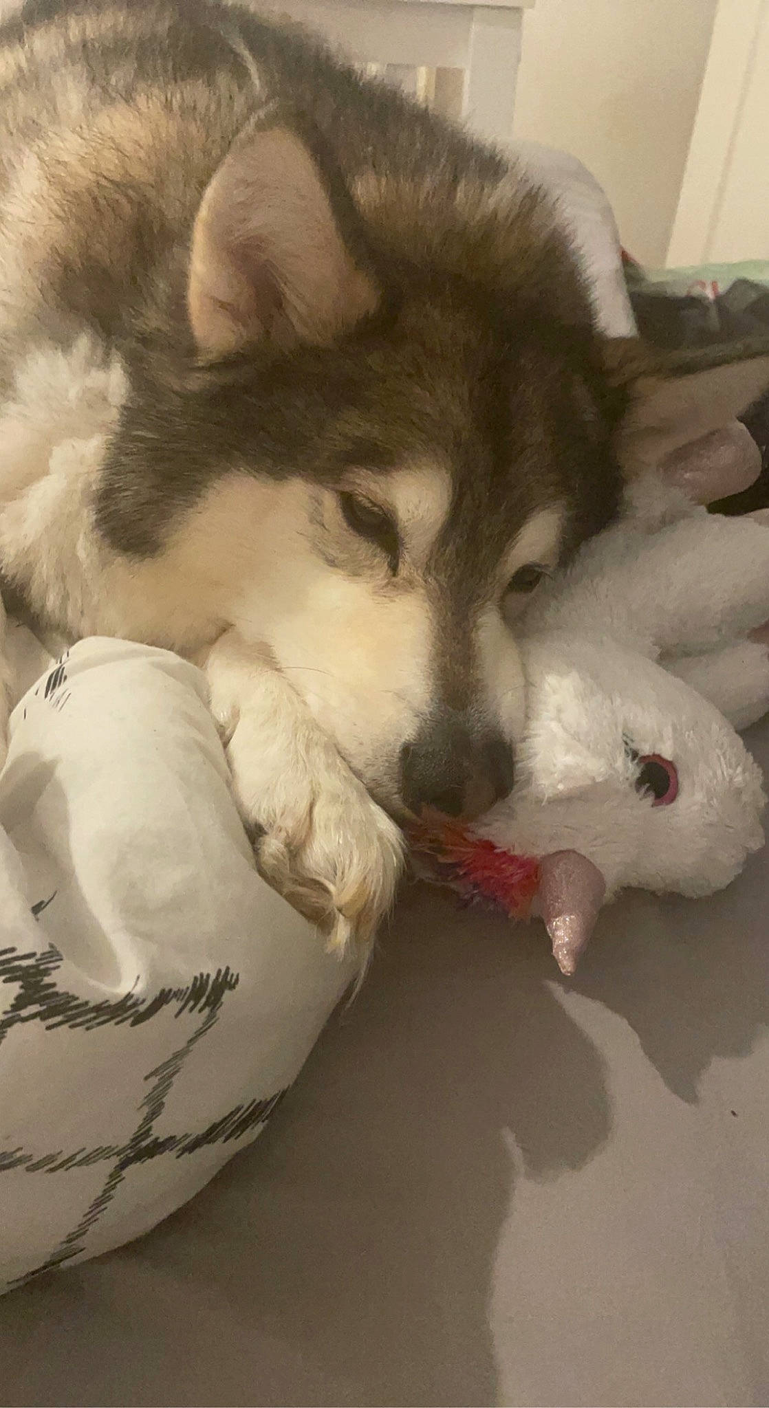 Storm joined the competition — help win amazing prizes! canidae, carnivore, claw, comfort, companion_dog, dog, dog_breed, felidae, fur, nap, paw, siberian_husky, sled_dog, sleep, small_to_medium_sized_cats, snout, sporting_group, tail, terrestrial_animal, whiskers