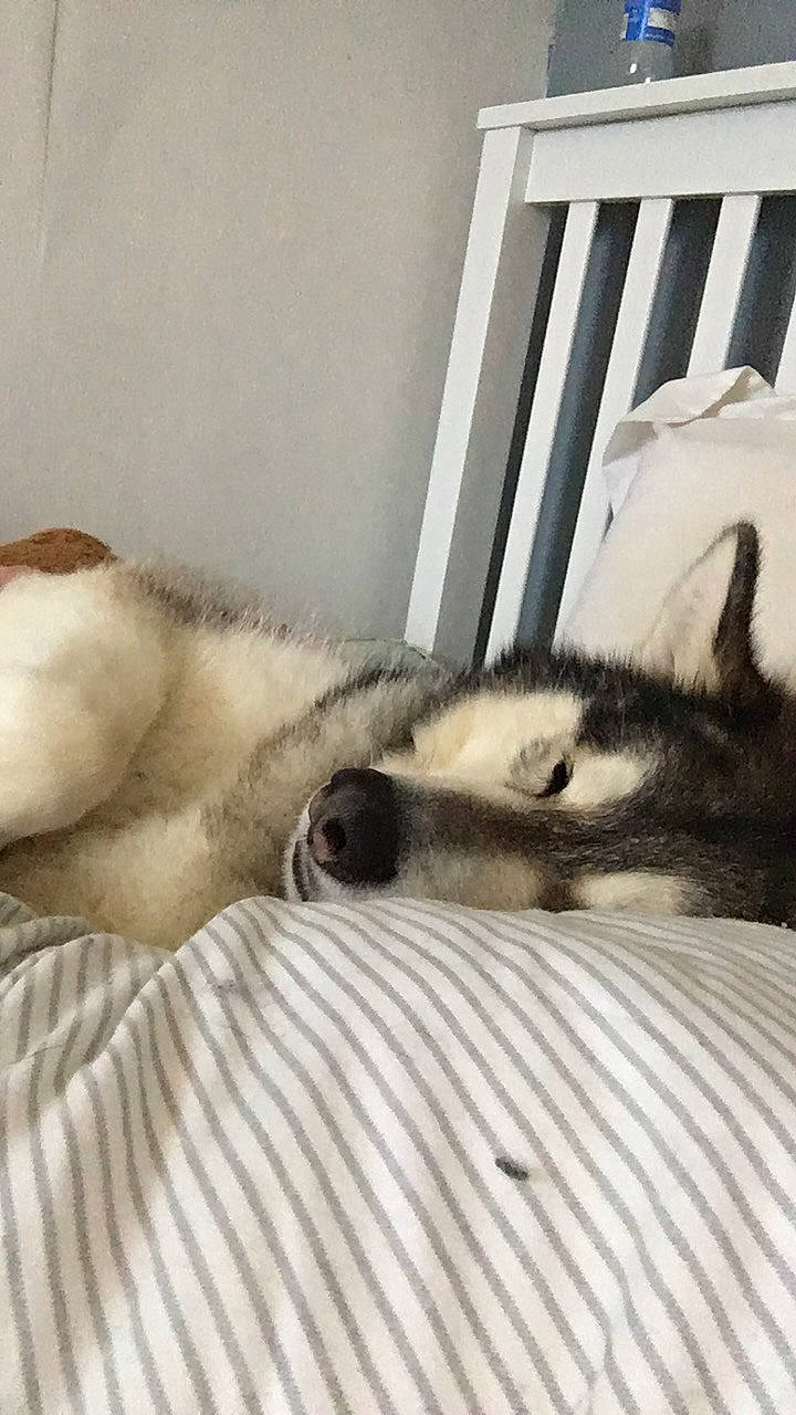 Storm joined the competition — help win amazing prizes! canidae, carnivore, comfort, companion_dog, couch, dog, dog_breed, fawn, felidae, flooring, fur, grey, linens, small_to_medium_sized_cats, snout, sporting_group, terrestrial_animal, whiskers, window, wood