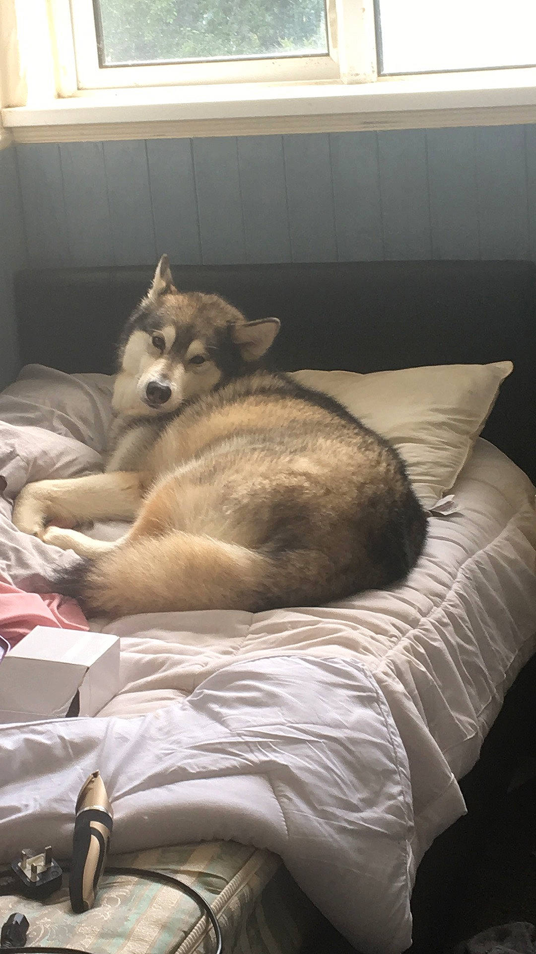 Storm joined the competition — help win amazing prizes! bedding, carnivore, comfort, companion_dog, dog, dog_breed, dog_supply, fawn, felidae, flooring, fur, linens, nap, paw, room, siberian_husky, small_to_medium_sized_cats, sporting_group, tail, wood