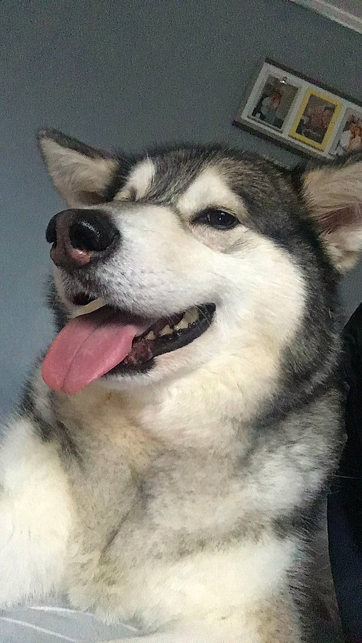 Storm joined the competition — help win amazing prizes! canidae, carnivore, collar, companion_dog, dog, dog_breed, eye, foot, fur, jaw, non_sporting_group, picture_frame, siberian_husky, sled_dog, snout, sporting_group, terrestrial_animal, whiskers, working_animal, working_dog