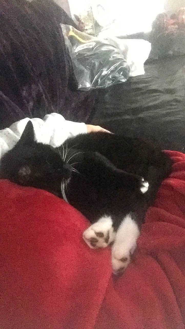 Lynx is registered to the contest to win money with this photo: canidae, carnivore, cat, comfort, companion_dog, dog_breed, felidae, fur, hardwood, human_leg, paw, room, small_to_medium_sized_cats, sporting_group, tail, tints_and_shades, whiskers