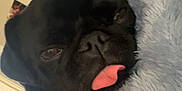 Norman Elliott joined the competition — help win amazing prizes! dog, pug, black_dog, tongue_out, resting, blanket, cozy, sleepy, indoor, pet, cute, animal, fur, face, closeup, snout, soft_texture, relaxed, companion, home