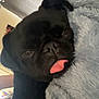 dog, pug, black_dog, tongue_out, resting, blanket, cozy, sleepy, indoor, pet, cute, animal, fur, face, closeup, snout, soft_texture, relaxed, companion, home