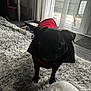 Norman Elliott joined the competition — help win amazing prizes! animal, black_dog, carpet, cozy, curtains, cute, dog, door, floor, furniture, home, indoor, natural_light, pet, pug, red_jacket, shadow, small_dog, standing, window