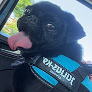 Norman Elliott joined the competition — help win amazing prizes! dog, pug, black_dog, tongue_out, harness, car, car_interior, window, blue_harness, pet, animal, cute, happy, sitting, close_up, daylight, vehicle, travel, companion, portrait