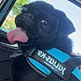 dog, pug, black_dog, tongue_out, harness, car, car_interior, window, blue_harness, pet, animal, cute, happy, sitting, close_up, daylight, vehicle, travel, companion, portrait