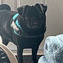 Norman Elliott joined the competition — help win amazing prizes! animal, bag, black_dog, blanket, close_up, curious, dog, floor, furniture, harness, indoor, julius_k9, light, looking, pet, shadow, small_dog, standing, tile_floor, tongue_out