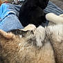 Norman Elliott is registered to the contest to win money with this photo: dog, husky, black_dog, blanket, indoor, cozy, fur, pet, resting, carpet, vacuum, cable, relaxation, animal, sleeping, companion, home, furniture, blue_blanket, lying_down