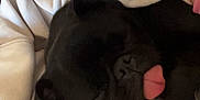 Norman Elliott joined the competition — help win amazing prizes! animal, black_dog, blanket, closeup, comfort, cozy, cute, dog, domestic_animal, fur, indoor, nap, pet, relaxation, resting, sleeping, snuggle, soft, tongue_out, warm