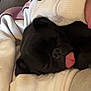 animal, black_dog, blanket, closeup, comfort, cozy, cute, dog, domestic_animal, fur, indoor, nap, pet, relaxation, resting, sleeping, snuggle, soft, tongue_out, warm