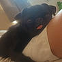 Norman Elliott is registered to the contest to win money with this photo: dog, pug, black_dog, pet, tongue_out, sleepy, indoor, bed, blanket, human_leg, window, curtains, cozy, resting, animal, cute, companion, soft_light, close_up, relaxed
