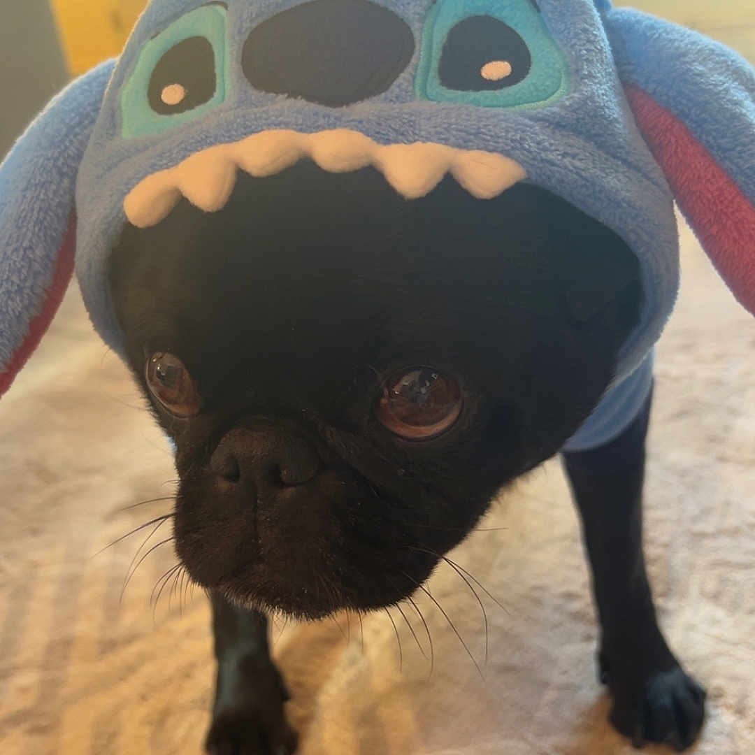 Norman Elliott joined the competition — help win amazing prizes! animal, black_dog, carpet, closeup, costume, cute, dog, ears, eyes, floor, furry, indoors, nose, pet, playful, portrait, small_dog, sunlight, warm_light, whiskers