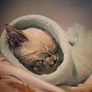 Gyzmo is registered to the contest to win money with this photo: asian, burmese, carnivore, cat, ear, fawn, felidae, fur, kitten, nap, nose, paw, skin, sky, sleep, small_to_medium_sized_cats, snout, thai, tonkinese, whiskers