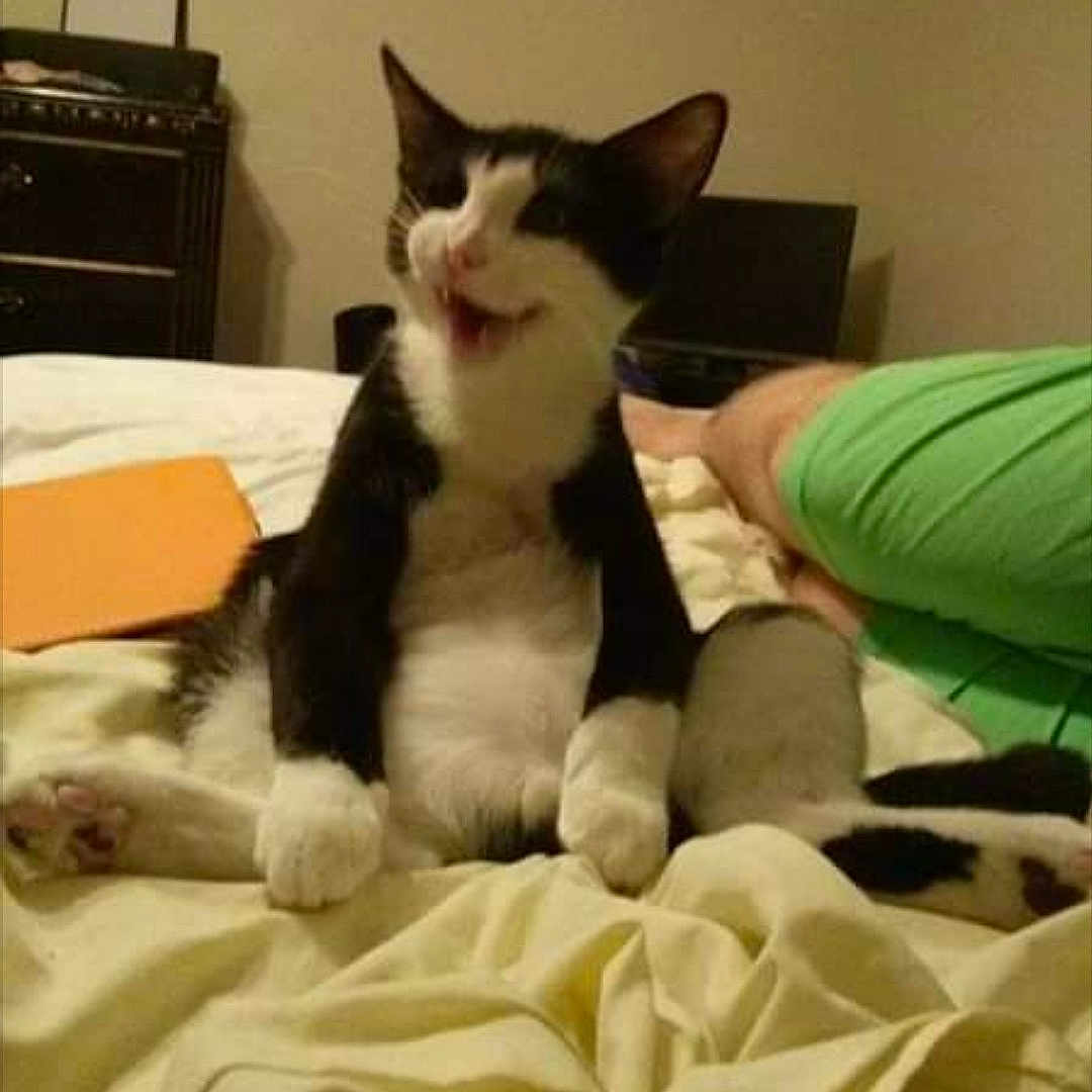 Cosmo joined the competition — help win amazing prizes! carnivore, cat, domestic_short_haired_cat, ear, felidae, fur, kitten, nap, paw, polydactyl_cat, small_to_medium_sized_cats, tail, whiskers