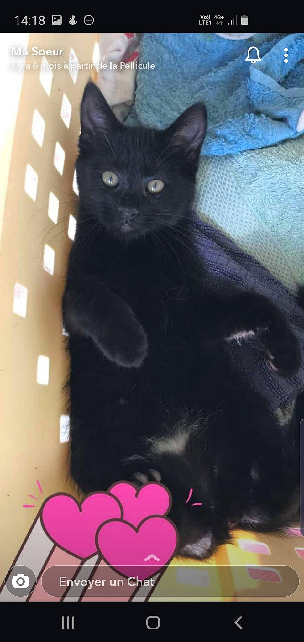 Pandora Et Olya participe au concours pour gagner de l'argent avec cette photo : asian, black, black_cat, bombay, carnivore, cat, domestic_short_haired_cat, eye, felidae, kitten, korat, mammal, polydactyl_cat, small_to_medium_sized_cats, whiskers