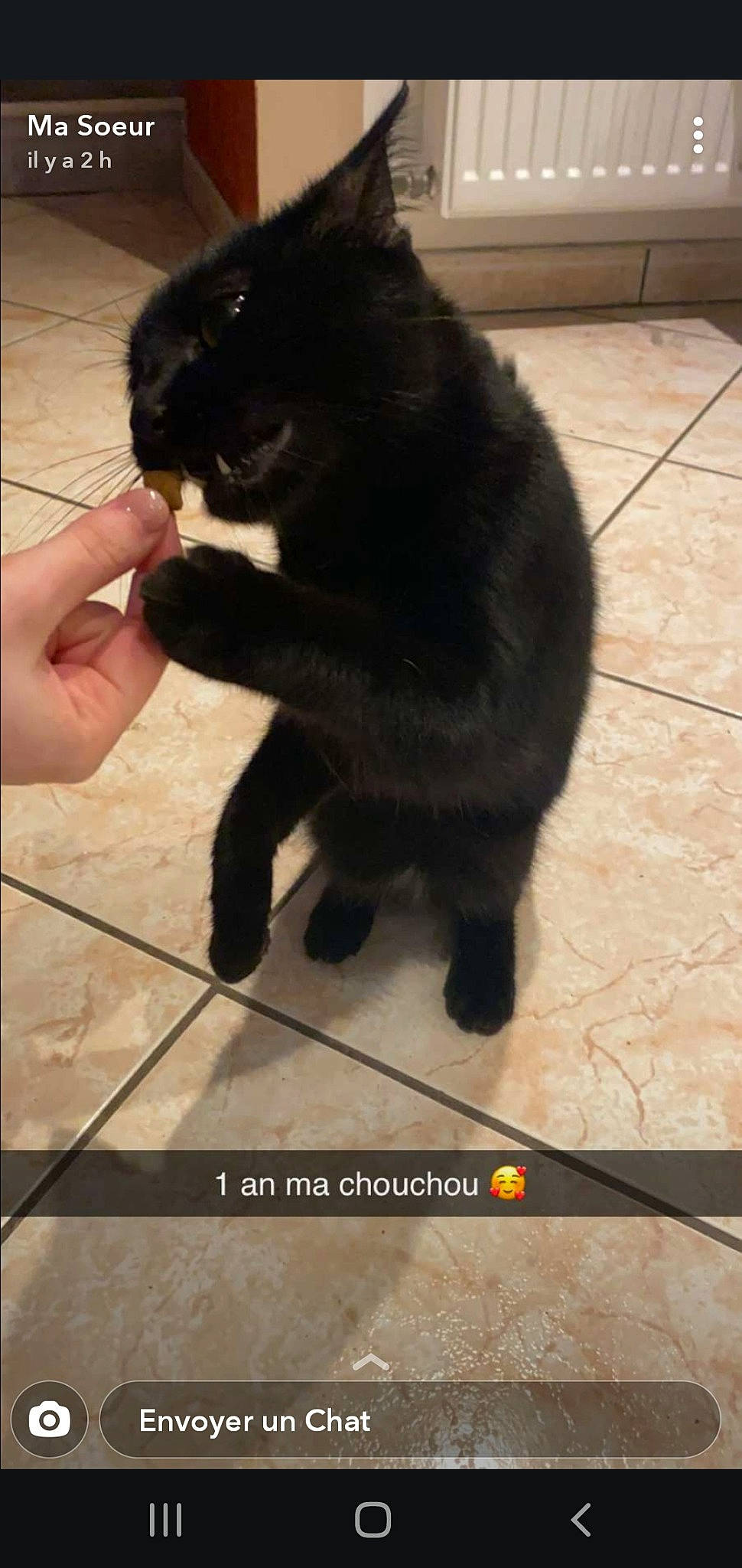 Pandora Et Olya participe au concours pour gagner de l'argent avec cette photo : black, black_cat, bombay, canidae, carnivore, cat, claw, dog_breed, domestic_short_haired_cat, felidae, fur, mammal, nose, photography, small_to_medium_sized_cats, snout, sporting_group, tail, vertebrate, whiskers
