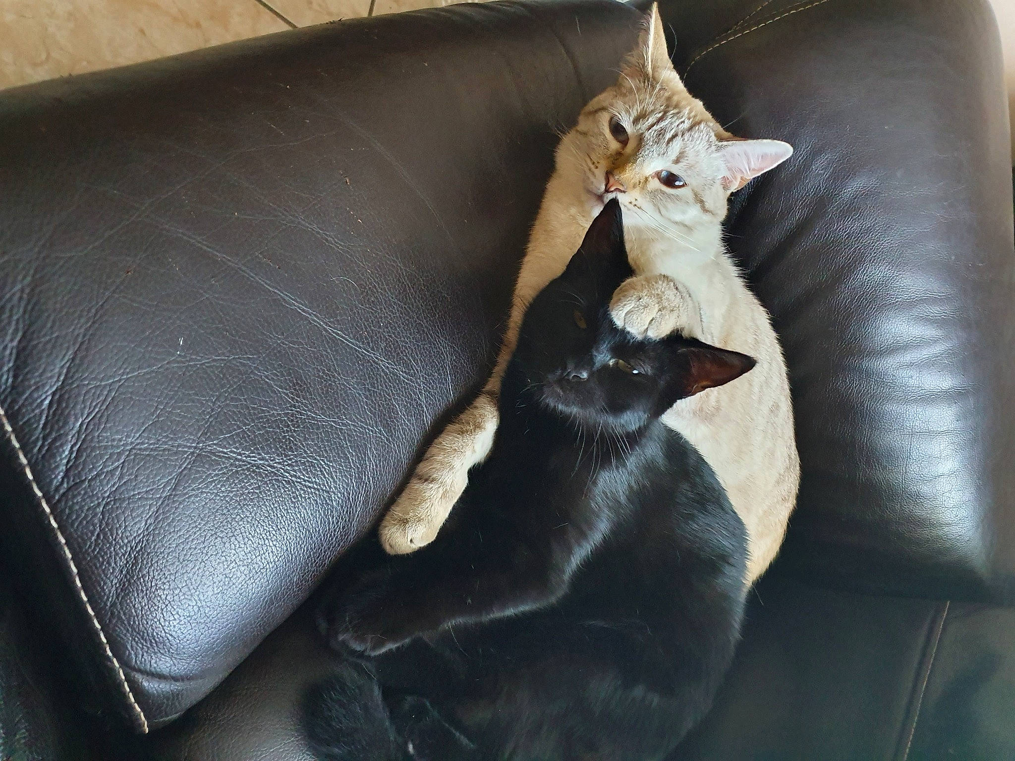 Pandora Et Olya