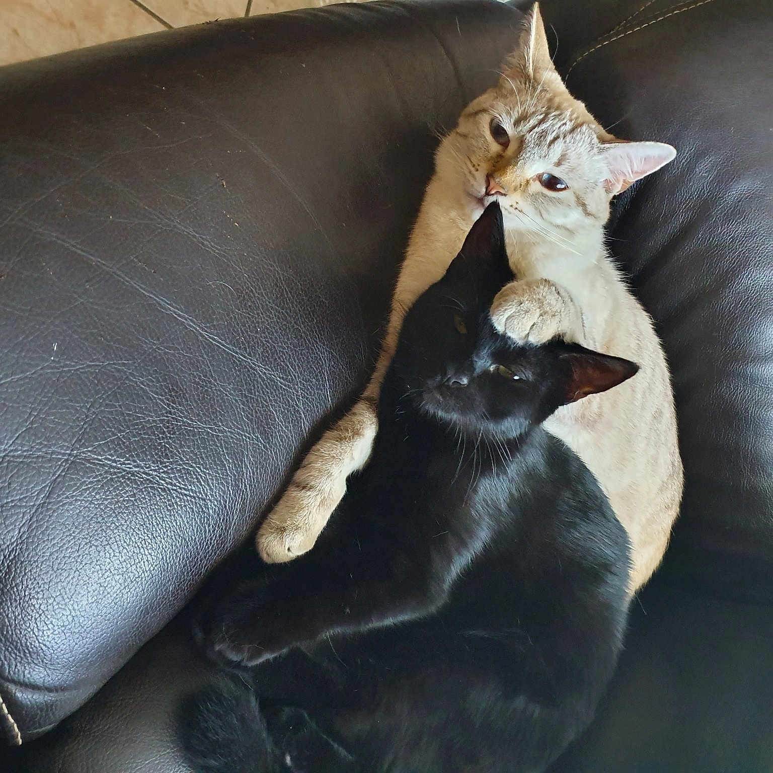 Pandora Et Olya