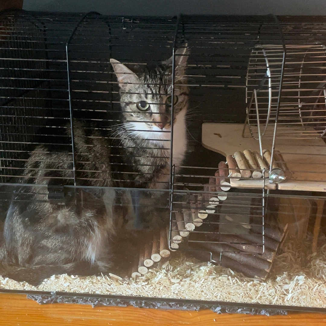 Vegas a rejoint le concours — aidez-le/la à gagner de superbes lots ! abyssinian, animal, architecture, building, cat, den, doghouse, handrail, hardwood, house, housing, indoors, kennel, kitten, manx, pet, plywood, slate, staircase, wood