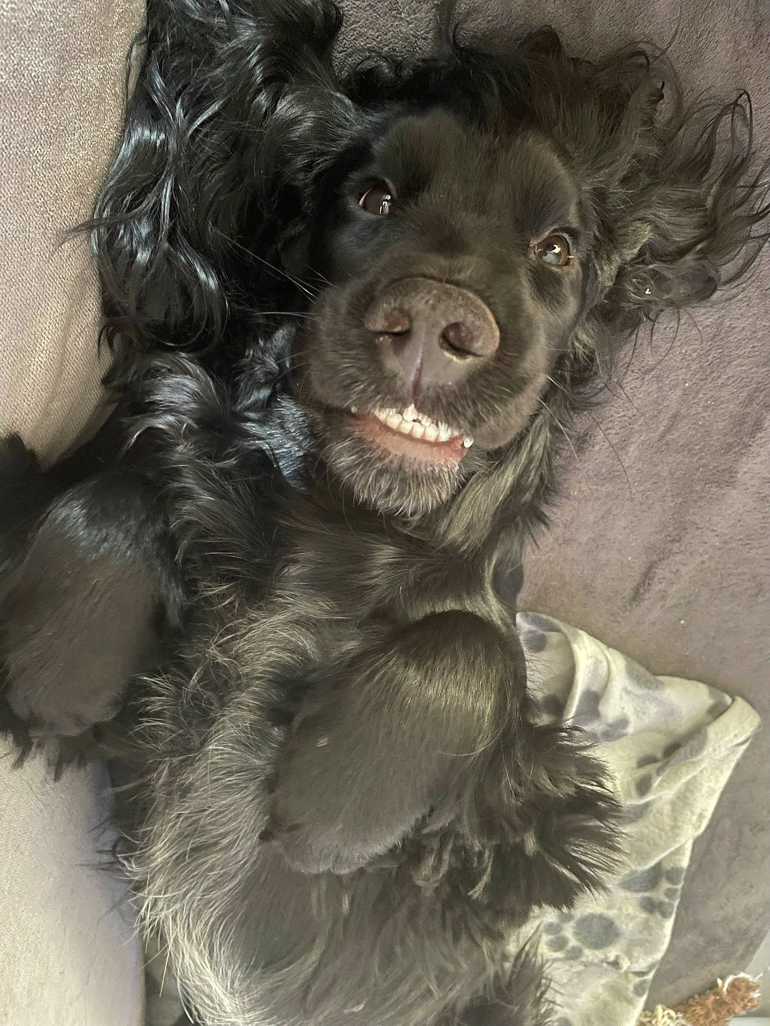 Seven a rejoint le concours — aidez-le/la à gagner de superbes lots ! art, canidae, carnivore, companion_dog, dog, dog_breed, dog_collar, fang, fur, liver, shout, snout, sporting_group, terrestrial_animal, visual_arts, whiskers, working_animal