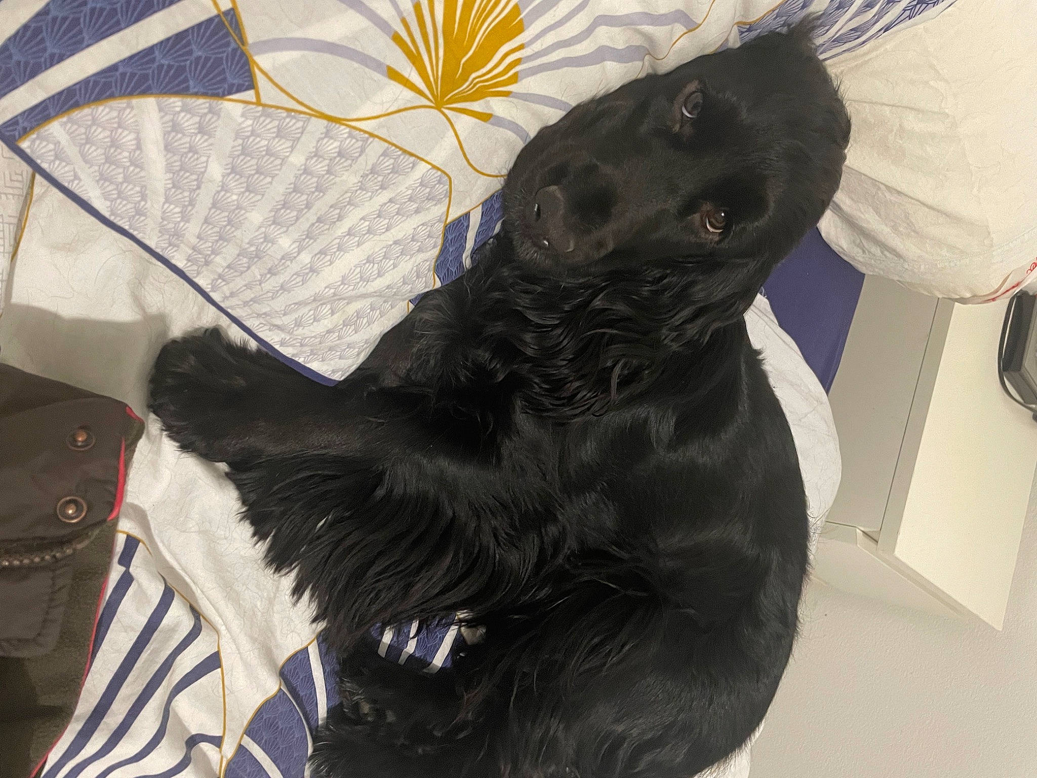 Seven participe au concours pour gagner de l'argent avec cette photo : beak, bird_of_prey, carnivore, companion_dog, dog_breed, domestic_rabbit, electric_blue, fashion_accessory, fawn, feather, felidae, fur, liver, small_to_medium_sized_cats, sporting_group, tail, terrestrial_animal, whiskers, wing, working_animal