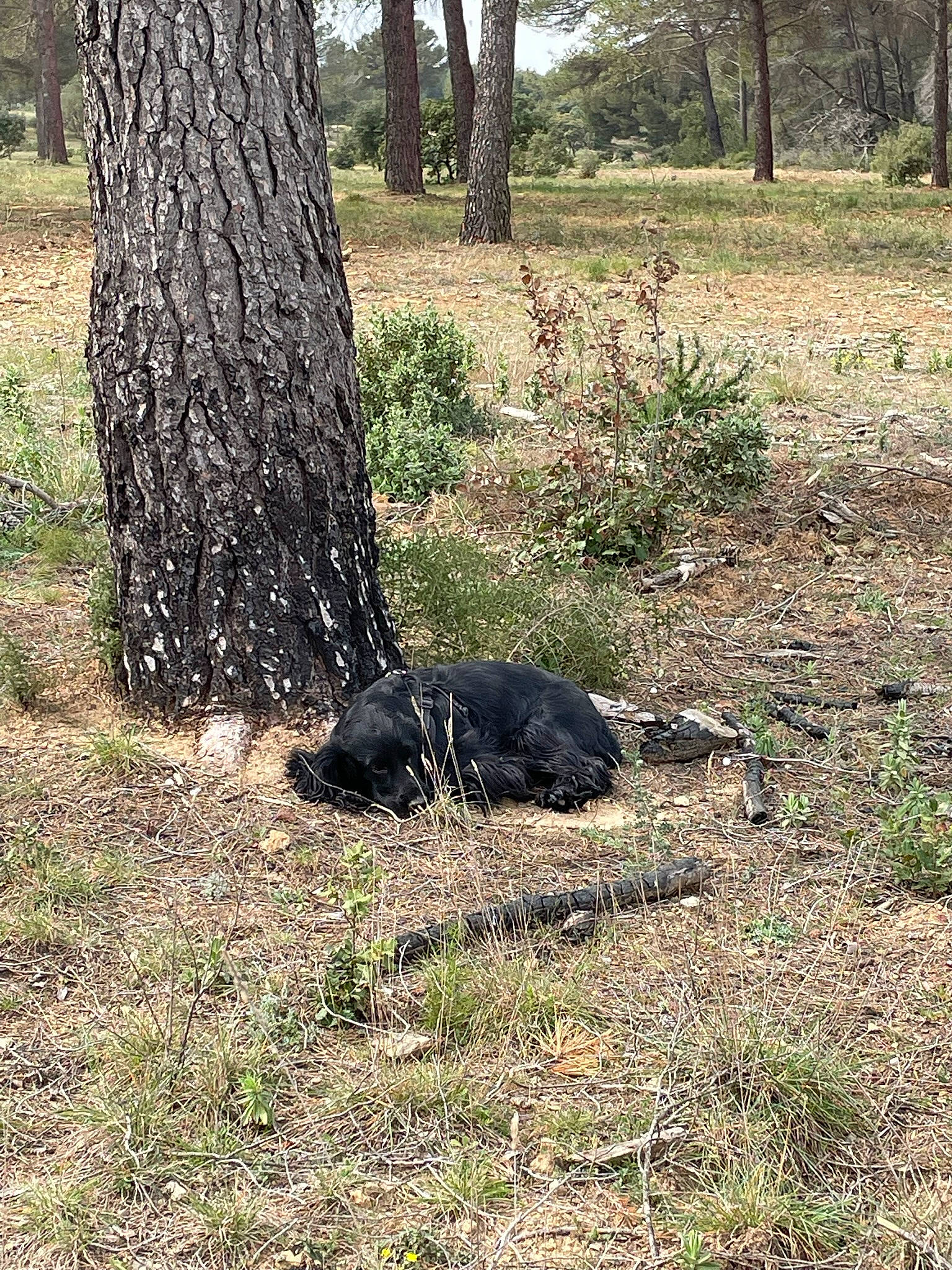 Seven a rejoint le concours — aidez-le/la à gagner de superbes lots ! carnivore, deciduous, dog_breed, grass, grass_family, groundcover, landscape, lawn, natural_landscape, plant, shade, shrub, soil, terrestrial_animal, tints_and_shades, tree, trunk, twig, wood, woodland
