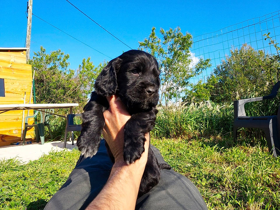 Seven participe au concours pour gagner de l'argent avec cette photo : canidae, carnivore, companion_dog, dog, dog_breed, dog_collar, fur, grass, guard_dog, hunting_dog, leisure, plant, puppy, sitting, sky, snout, sporting_group, tree, working_animal, working_dog