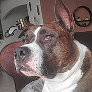 Opale participe au concours pour gagner de l'argent avec cette photo : animal, architecture, bostonbull, boxer, building, bulldog, canine, chair, dog, frenchbulldog, furniture, hound, indoors, interiordesign, livingroom, person, pet, pitbull, puppy, room