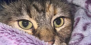 Jola is registered to the contest to win money with this photo: cat, tabby, close_up, blanket, purple, cozy, eyes, face, fur, whiskers, pet, indoor, animal, cute, curious, snug, soft, resting, comfort, warm