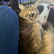 Jola joined the competition — help win amazing prizes! cat, tabby_cat, yawning, fluffy, indoor, living_room, couch, leather_couch, person_leg, jeans, sneakers, fur, mouth_open, whiskers, relaxed, pet, animal, floor, ball, window