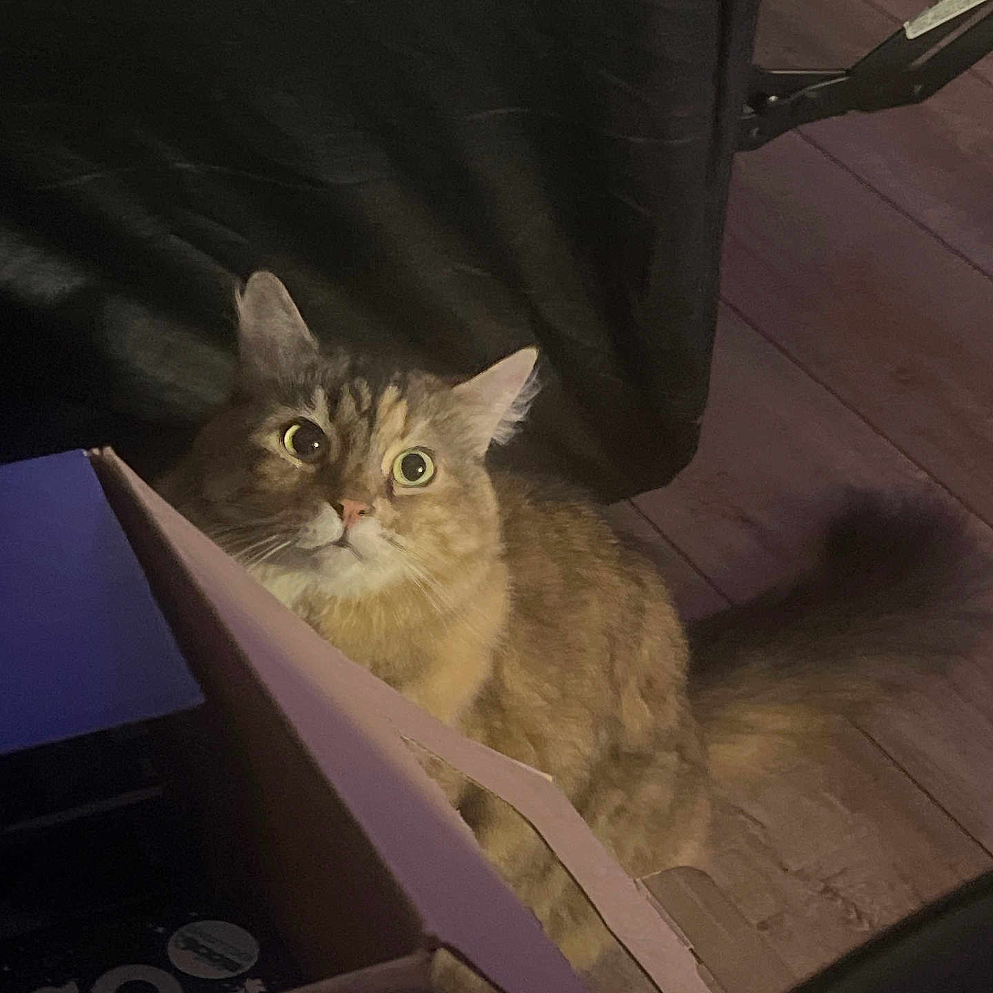Jola joined the competition — help win amazing prizes! alert, animal, brown_cat, cardboard_box, cat, closeup, curious, domestic_animal, eyes, feline, flooring, fur, furniture, household, indoor, leather_chair, pet, tail, whiskers, wooden_floor