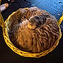 Jola is registered to the contest to win money with this photo: cat, tabby_cat, basket, yellow_basket, curled_up, fluffy, pet, animal, indoor, wooden_floor, cozy, resting, sleepy, fur, small_object, household, domestic, cute, relaxed, close_up