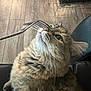 Jola is registered to the contest to win money with this photo: cat, fork, curious, fluffy, indoor, wooden_floor, basket, colorful_balls, pet, whiskers, closeup, furniture, domestic_animal, face, sniffing, animal, cute, brown, tabby, sitting