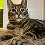Luna joined the competition — help win amazing prizes! cat, tabby_cat, pet, indoor, carpet, close_up, animal, feline, whiskers, green_eyes, relaxed, paw, fur, domestic_animal, mammal, cute, looking_away, home, resting, portrait