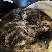 Luna is registered to the contest to win money with this photo: cat, tabby, sleeping, curled_up, feline, pet, animal, fur, whiskers, paws, blanket, resting, cozy, indoor, close_up, soft_light, relaxation, cute, domestic, mammal