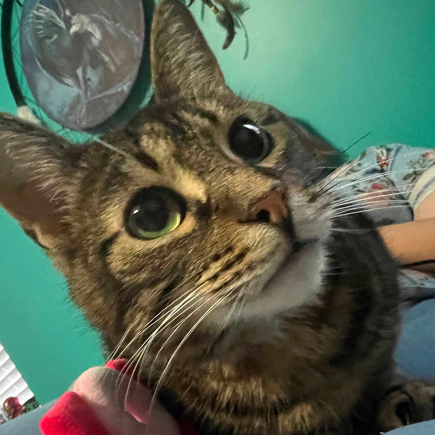 Luna joined the competition — help win amazing prizes! animal, arm, blue, cat, close_up, curious, ears, eyes, feline, framed_picture, green, indoor, person, pet, portrait, soft_light, tabby, wall, whiskers, window_blinds